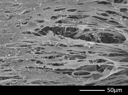 Resultados apresentados pela matriz 3d CellFate da Biocelltis Biotecnologia